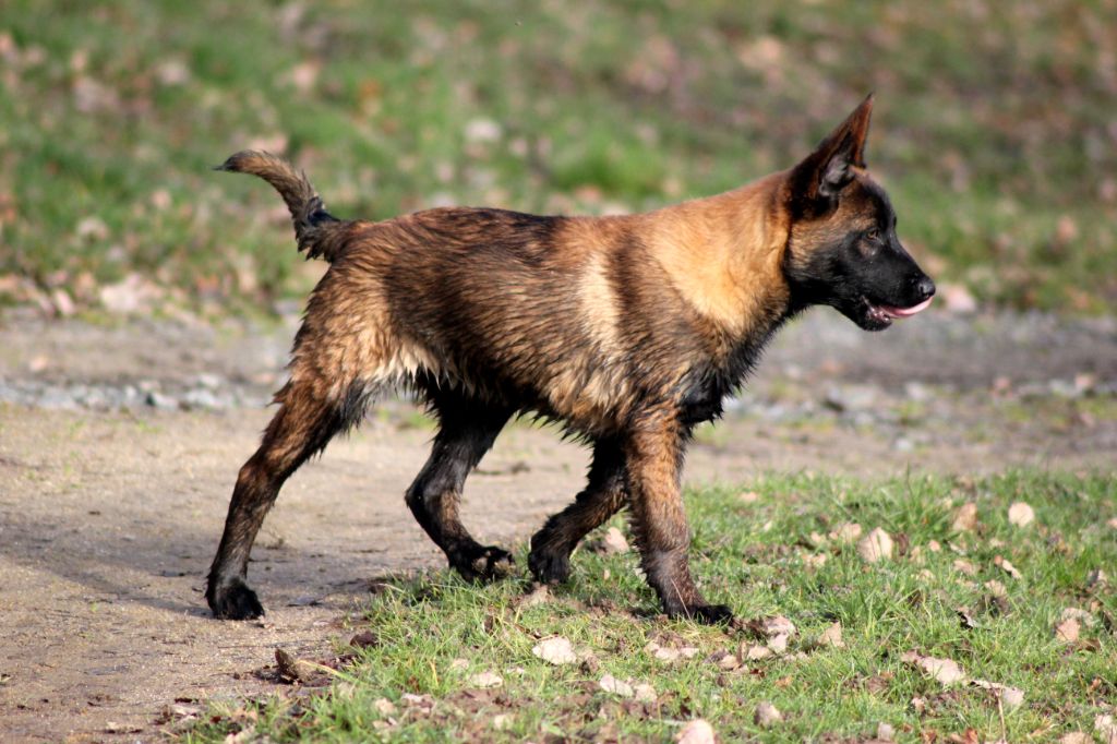 de l'Oeil de June - Berger Belge - Portée née le 04/10/2019